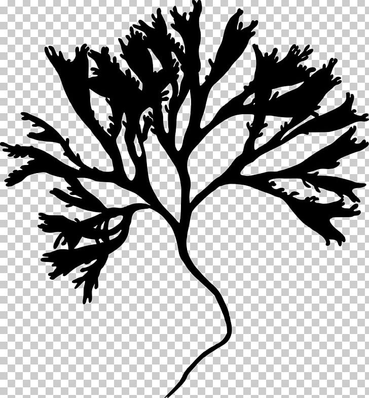 Seaweed Algae PNG, Clipart, Algae, Black And White, Branch, Carrageenan, Encapsulated Postscript Free PNG Download