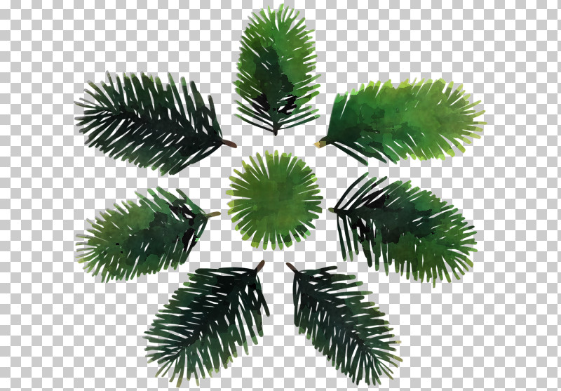 Palm Tree PNG, Clipart, American Larch, Arecales, Branch, Canadian Fir, Colorado Spruce Free PNG Download