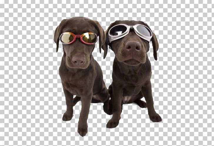 Doggles Laughing Dog Day Care Eyewear Goggles PNG, Clipart, Animals, Carnivoran, Clothing, Companion Dog, Dog Free PNG Download