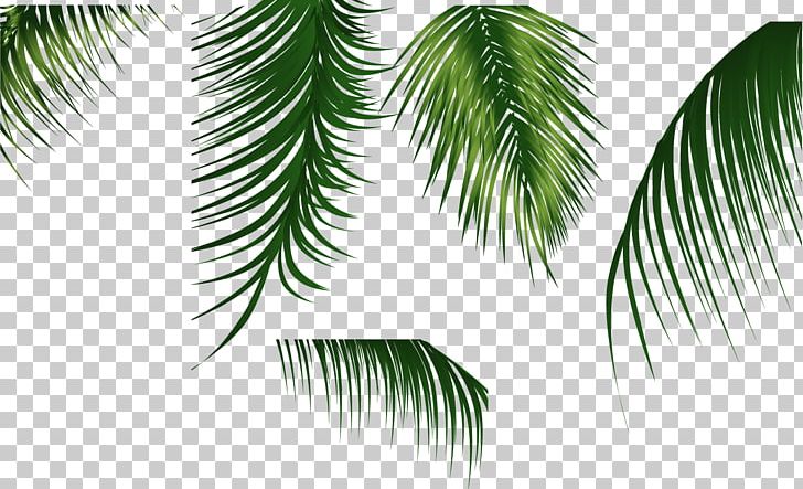 Green Leaves 3 PNG, Clipart, Arecaceae, Arecales, Autumn Leaves, Background Green, Branch Free PNG Download