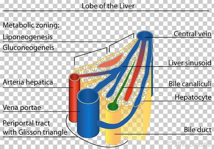 Lobules Of Liver Liver Sinusoid Lobe PNG, Clipart,  Free PNG Download