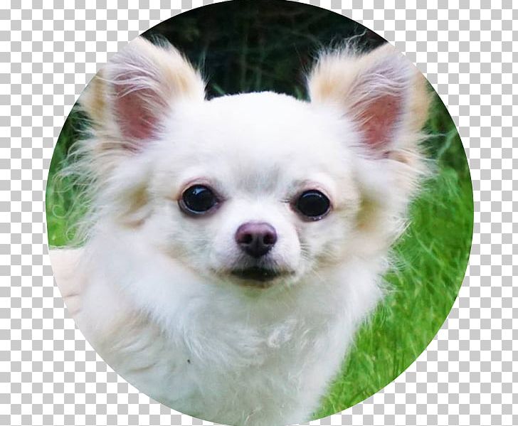 Chihuahua Pomeranian Tibetan Spaniel Chinese Imperial Dog Dog Breed PNG, Clipart, Animal, Animals, Canidae, Carnivora, Carnivoran Free PNG Download