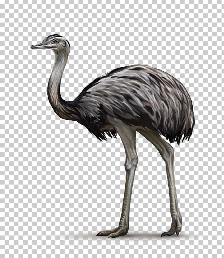 Common Ostrich Bird Greater Rhea Ratite Emu PNG, Clipart, Animal, Animals, Beak, Bird, Cassowary Free PNG Download