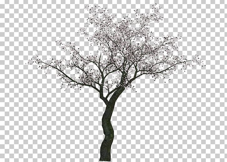 Drawing Photography Twig PNG, Clipart, Aga, Agac, Agac Resimleri, Black And White, Branch Free PNG Download