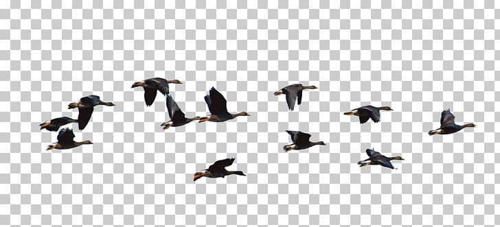 Ducks PNG, Clipart, Animal, Animal Figure, Animal Migration, Animals, Beak Free PNG Download