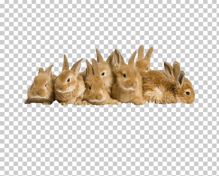 Easter Bunny Rabbit High-definition Television PNG, Clipart, 4k Resolution, 1080p, 2160p, Animals, Aspect Ratio Free PNG Download