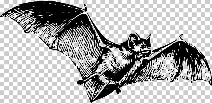 bat bird clipart black