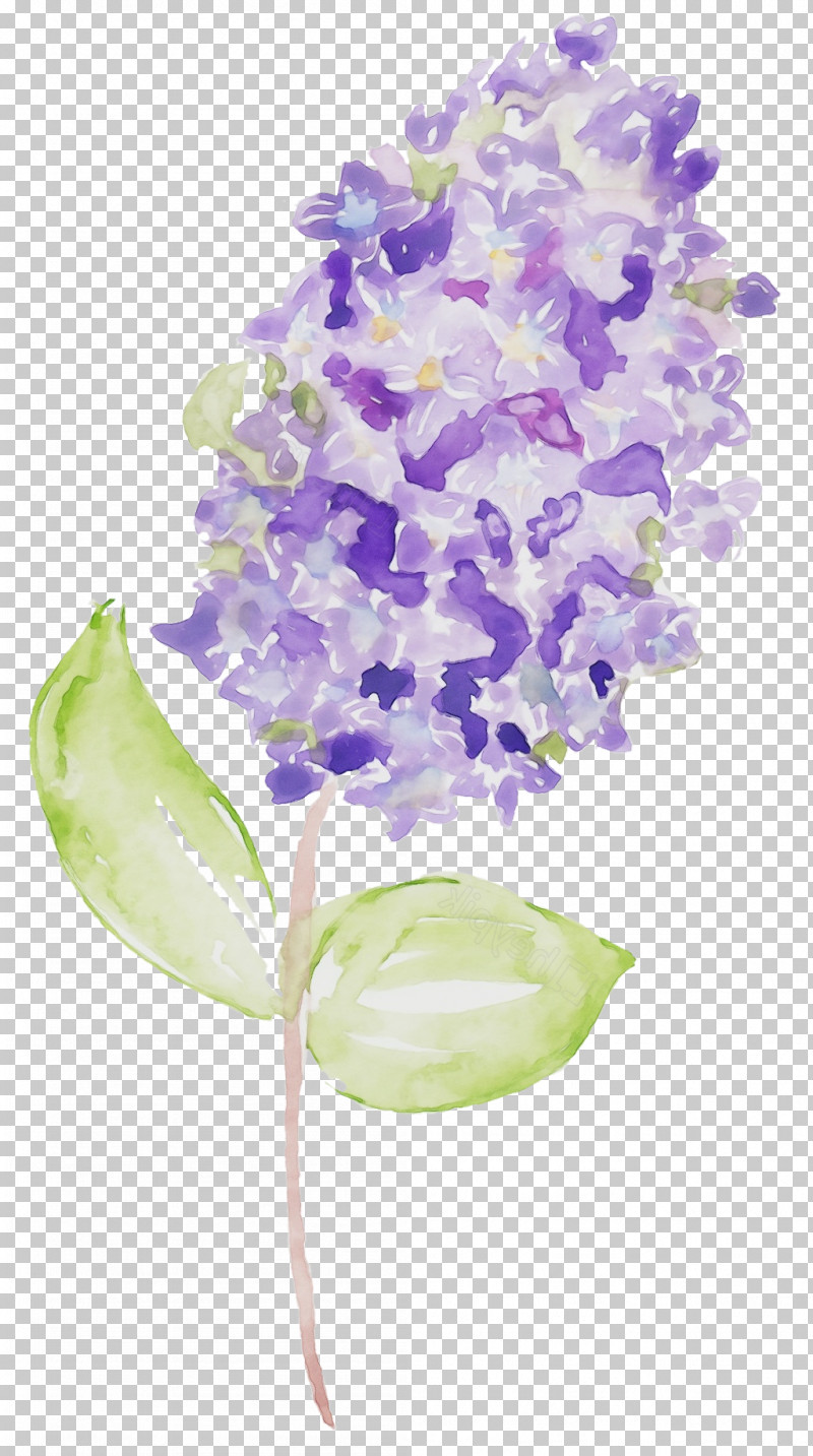 Lavender PNG, Clipart, Cut Flowers, Dendrobium, Flower, Hydrangea, Lavender Free PNG Download