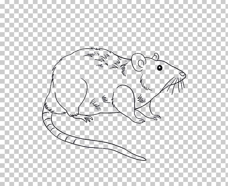 Drawing Laboratory Rat Mouse Brown Rat PNG, Clipart, Animals, Area, Artwork, Bear, Beaver Free PNG Download