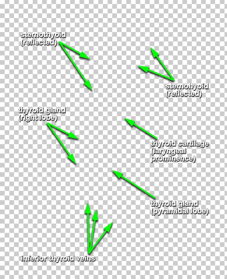 Line Angle Font PNG, Clipart, Angle, Area, Diagram, Grass, Green Free PNG Download