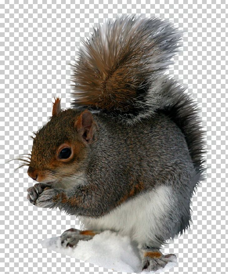 Squirrel PNG, Clipart, Squirrel Free PNG Download