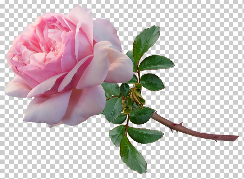 Garden Roses PNG, Clipart, Artificial Flower, Cabbage Rose, Cut Flowers, Floribunda, Flower Free PNG Download
