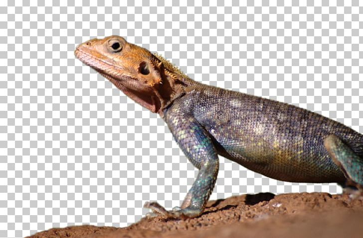 Agamas Lizard Gecko Advertising PNG, Clipart, Advertising, Agama, Agamidae, Animal, Animals Free PNG Download