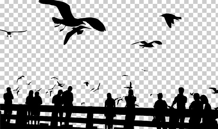 Bird Gulls Silhouette Sky Sunset PNG, Clipart, Animal Migration, Animals, Beak, Bird, Bird Migration Free PNG Download