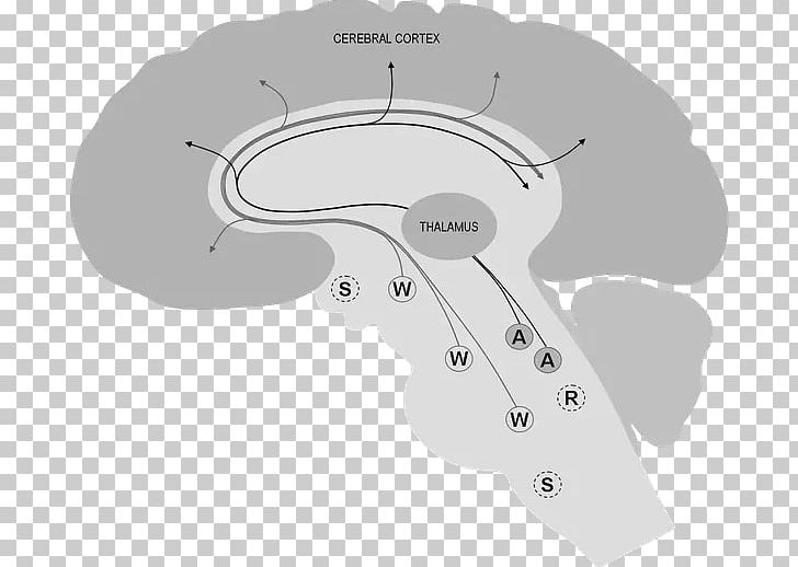 Brain Neurotransmitter Cerebral Cortex Rapid Eye Movement Sleep Thalamus PNG, Clipart, Acetylcholine, Angle, Brain, Brainstem, Cerebral Cortex Free PNG Download