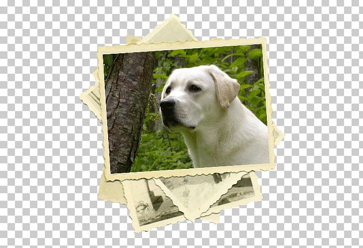 Labrador Retriever Puppy Dog Breed Sporting Group PNG, Clipart, Breed, Carnivoran, Dog, Dog Breed, Dog Like Mammal Free PNG Download