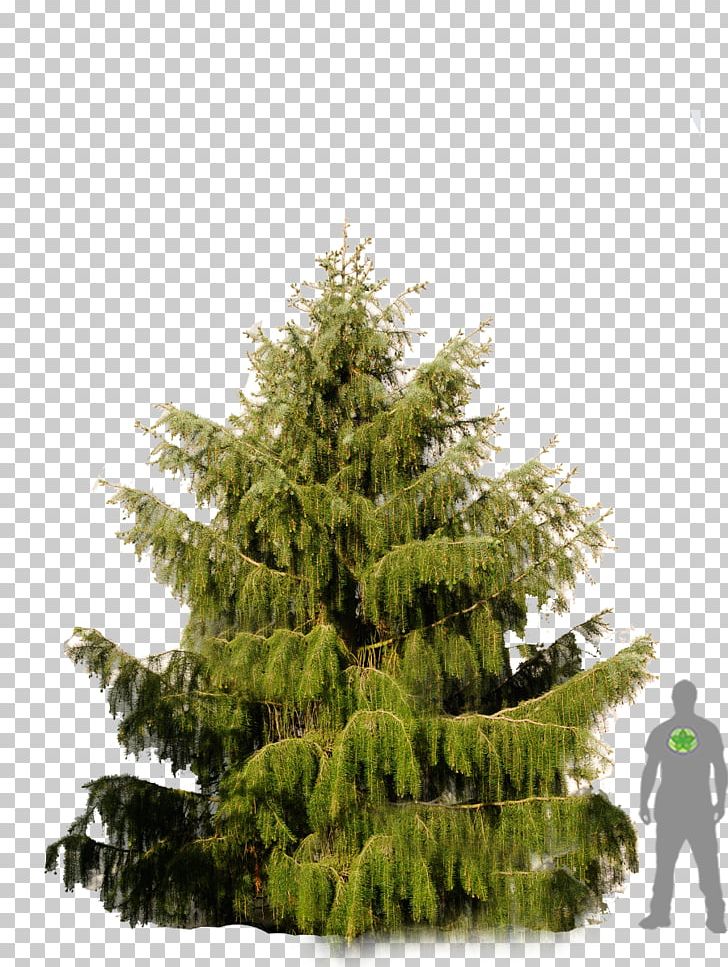Larch Pine Fir Picea Breweriana Spruce PNG, Clipart, Arborvitae, Biome, Cedar, Cedrus, Christmas Decoration Free PNG Download