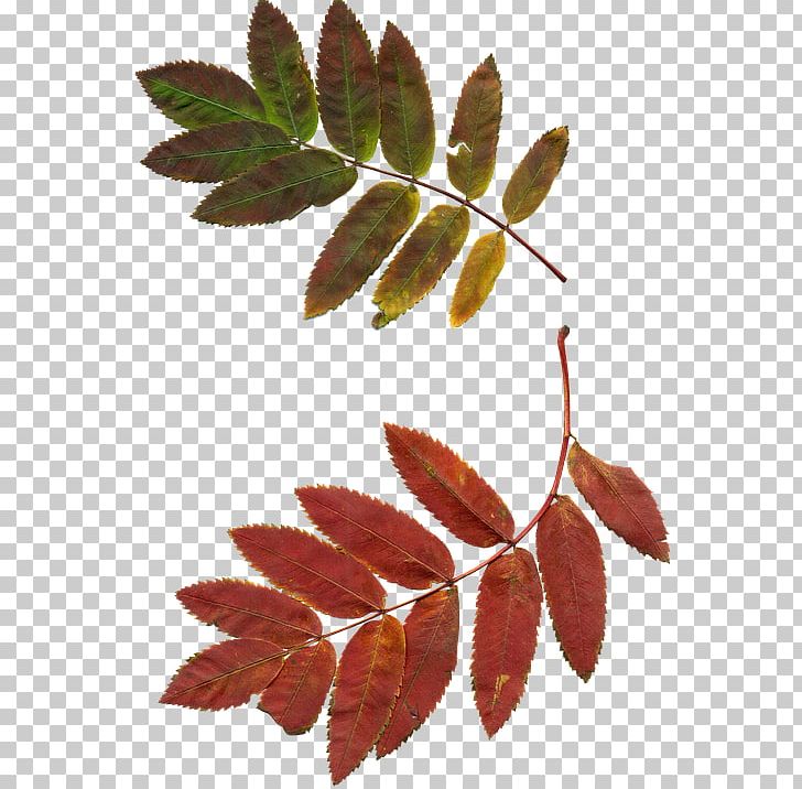 A Sprig Of Rowan Leaf PNG, Clipart, Autumn, Branch, Drawing, Leaf, Others Free PNG Download