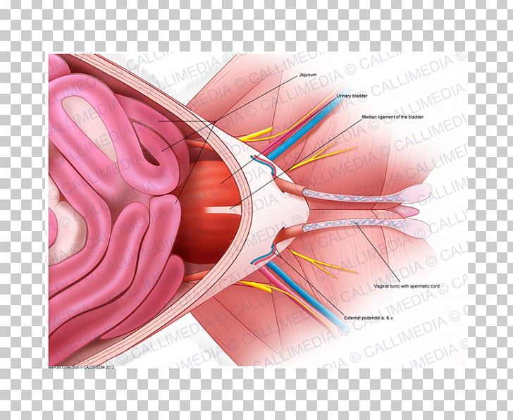 Pelvis Ventraal Anatomy Nerve Abdomen PNG, Clipart, Abdomen, Anatomy, Closeup, Common Iliac Artery, Human Skeleton Free PNG Download