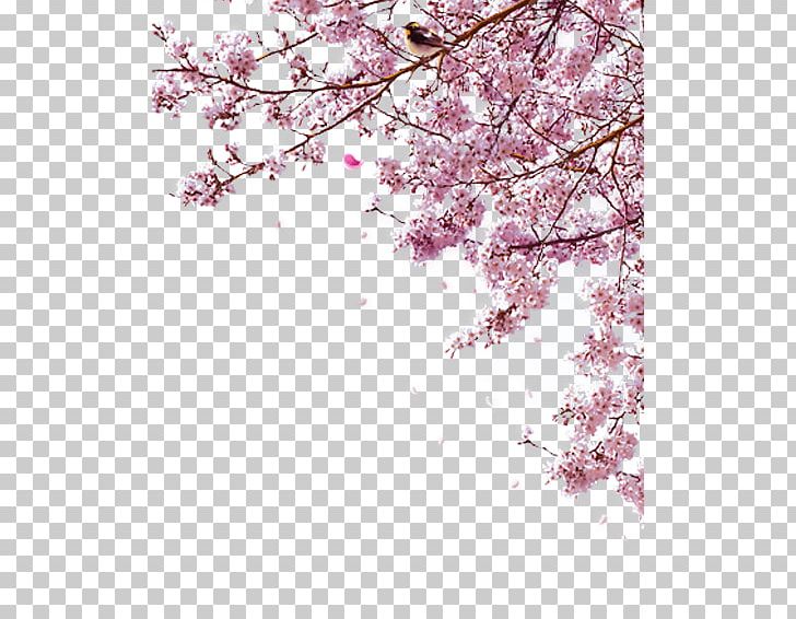 Sakura PNG, Clipart, Sakura Free PNG Download