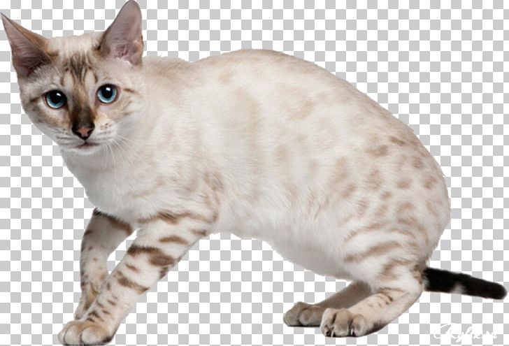 Bengal Cat Kitten Felidae Bengal Tiger Breed PNG, Clipart, Animals, Asian, Australian Mist, Bengal, California Spangled Free PNG Download