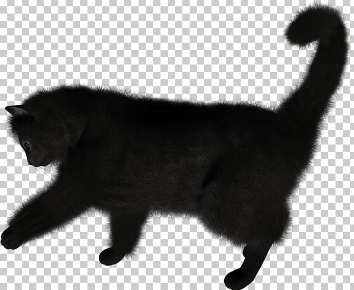 Cat Kitten PNG, Clipart, Animals, Black, Black And White, Black Cat, Bombay Free PNG Download