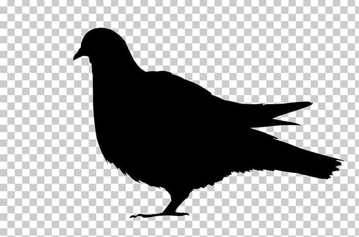 Domestic Pigeon Columbidae Bird Fancy Pigeon Feral Pigeon PNG, Clipart, Animals, Beak, Bird, Black And White, Columbidae Free PNG Download