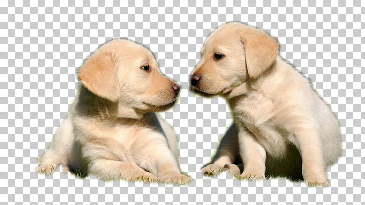 Labrador Retriever Golden Retriever Puppy Pet Hunting Dog PNG, Clipart, Animal, Animals, Breed, Brown Background, Carnivoran Free PNG Download