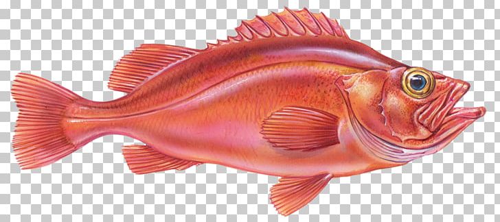 Rose Fish Redfish Northern Red Snapper Fishing Halibut PNG, Clipart, Atlantic Halibut, California Halibut, Fish, Fishing, Fish Products Free PNG Download
