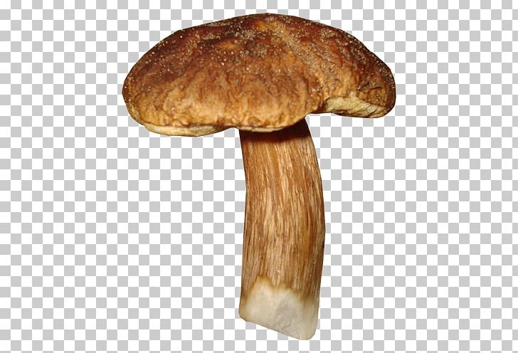 Shiitake Fungus Edible Mushroom PNG, Clipart, Edible Mushroom, Fungus, Ingredient, Liveinternet, Matsutake Free PNG Download