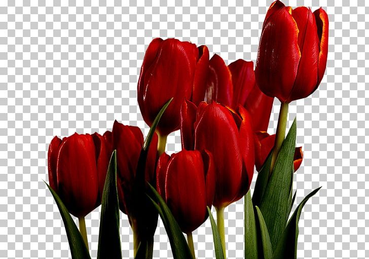 Tulip Mania Red Bulb Keukenhof PNG, Clipart, Bud, Bulb, Cut Flowers, Flower, Flowering Plant Free PNG Download