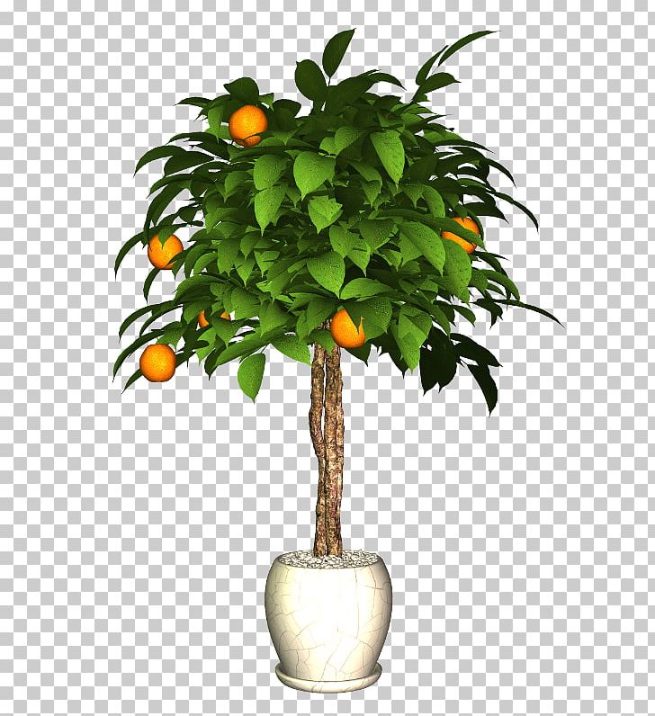 Flowerpot Plant Citrus PNG, Clipart, 22 October, Branch, Buxus, Citrus, Digital Image Free PNG Download