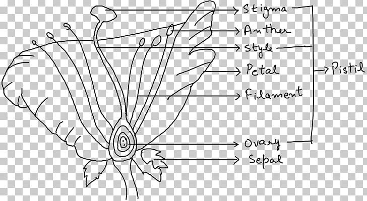 Organism Reproduction Diagram Biology Plant Stem PNG, Clipart, Angle, Area, Art, Artwork, Biology Free PNG Download