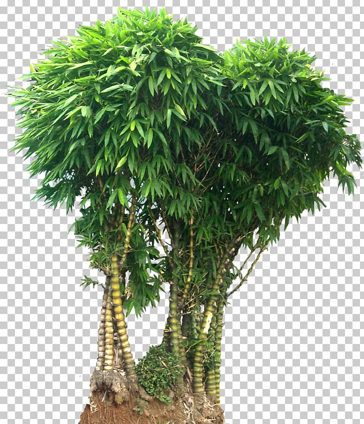 Bamboo Bambusa Vulgaris Phyllostachys Bambusa Ventricosa Ornamental Plant PNG, Clipart, Arecales, Bamboe, Bamboo, Bambusa, Bambusa Ventricosa Free PNG Download