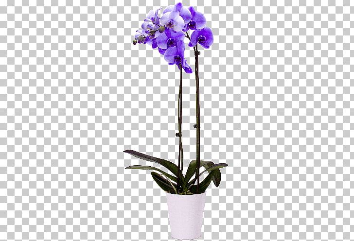 Moth Orchids Lilac Singapore Orchid Cut Flowers PNG, Clipart, Blue, Cattleya, Cattleya Orchids, Color, Cut Flowers Free PNG Download