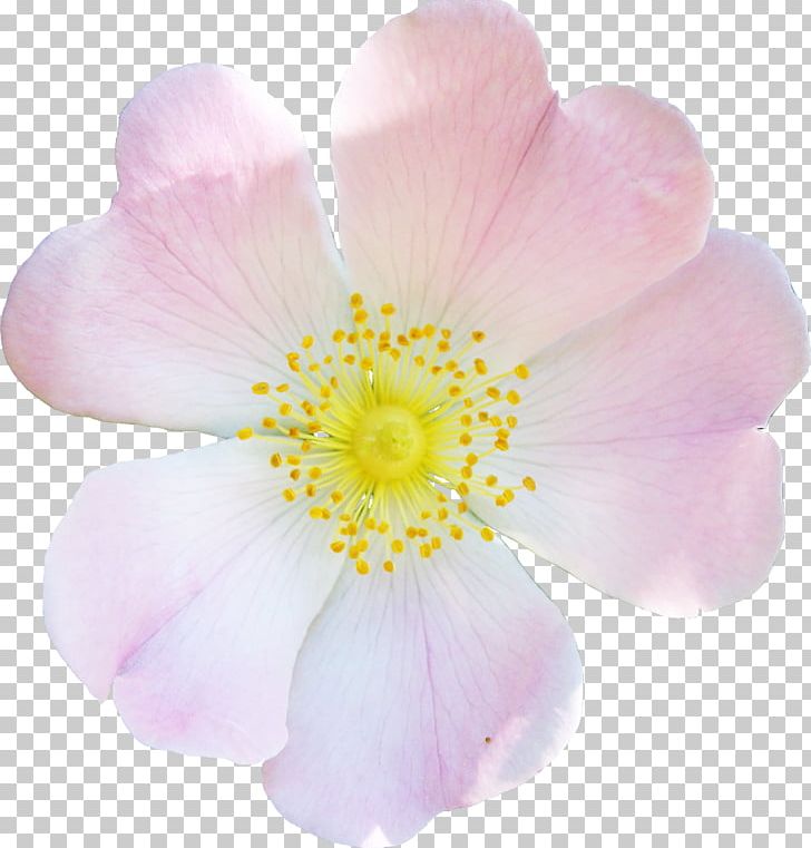 Petal Rosaceae Close-up Rose PNG, Clipart, Blossom, Closeup, Flower, Flowering Plant, Flowers Free PNG Download