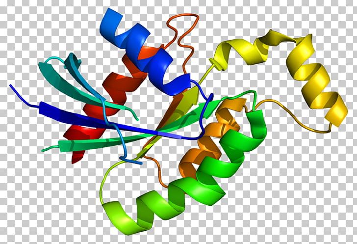 RhoD Rho Family Of GTPases Gene G Protein PNG, Clipart, Artwork, Cell Signaling, Gene, Gene Family, G Protein Free PNG Download