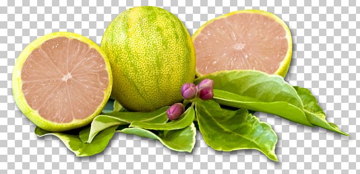 Santa Paula Variegated Pink Lemon Lemonade Limoneira PNG, Clipart, Agriculture, Auglis, California, Citrus, Cultivar Free PNG Download