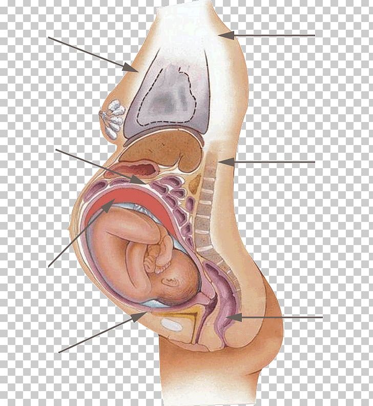 Smoking And Pregnancy Menstruation Abdominal Pain Menstrual Cycle PNG, Clipart, 3gp, Abdomen, Arm, Breakthrough Bleeding, Childbirth Free PNG Download