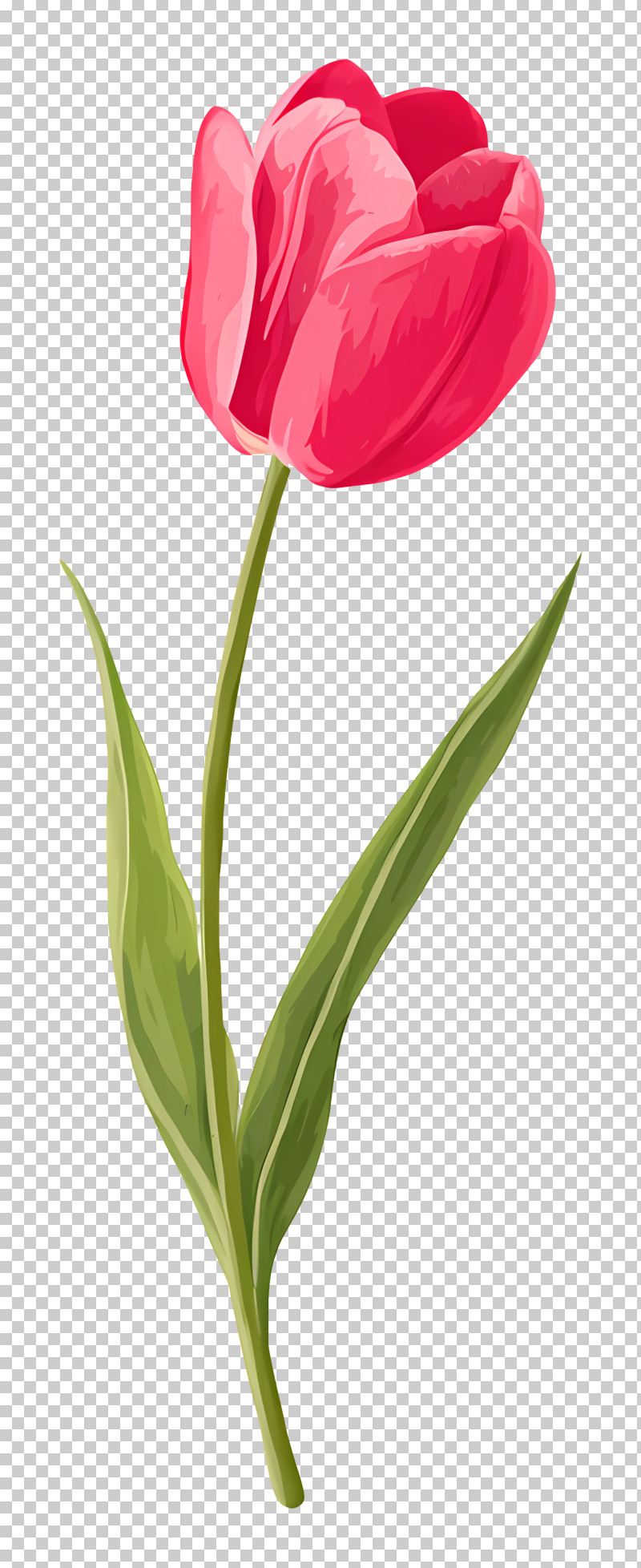 Single Red Tulip PNG
