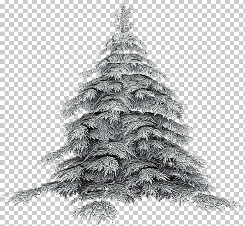 Christmas Tree PNG, Clipart, Christmas Tree, Colorado Spruce, Conifer, Fir, Oregon Pine Free PNG Download