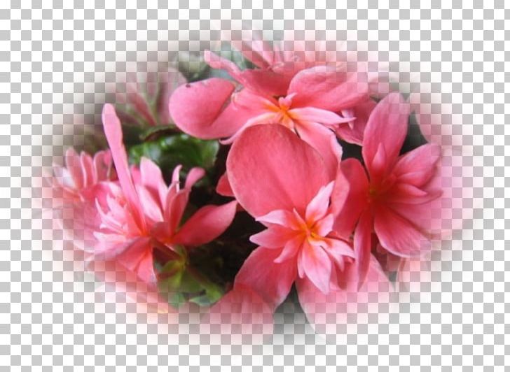 Begonia Pink M Cut Flowers Annual Plant Petal PNG, Clipart, Annual Plant, Begonia, Cut Flowers, Family, Flower Free PNG Download