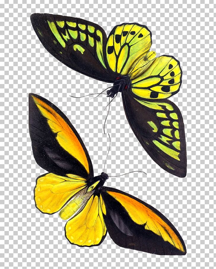 Monarch Butterfly Insect Birdwing Ornithoptera Croesus PNG, Clipart, Alfred Russel Wallace, Animal, Animals, Arthropod, Birdwing Free PNG Download