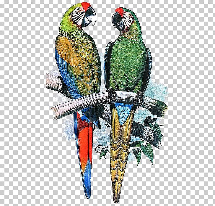 Parrot Cushion Throw Pillows Chair PNG, Clipart, Animal, Animals, Baby One Yeas Old, Beak, Bedding Free PNG Download