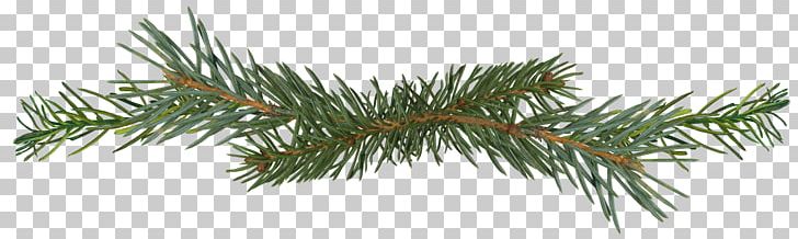 Spruce Pine Conifer Cone Fir Conifers PNG, Clipart, Branch, Branches, Bristlecone Pine, Conifer, Conifer Cone Free PNG Download