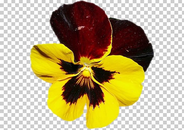 Pansy Violet PNG, Clipart, Clip Art, Flower, Flowering Plant, Nature, Pansy Free PNG Download