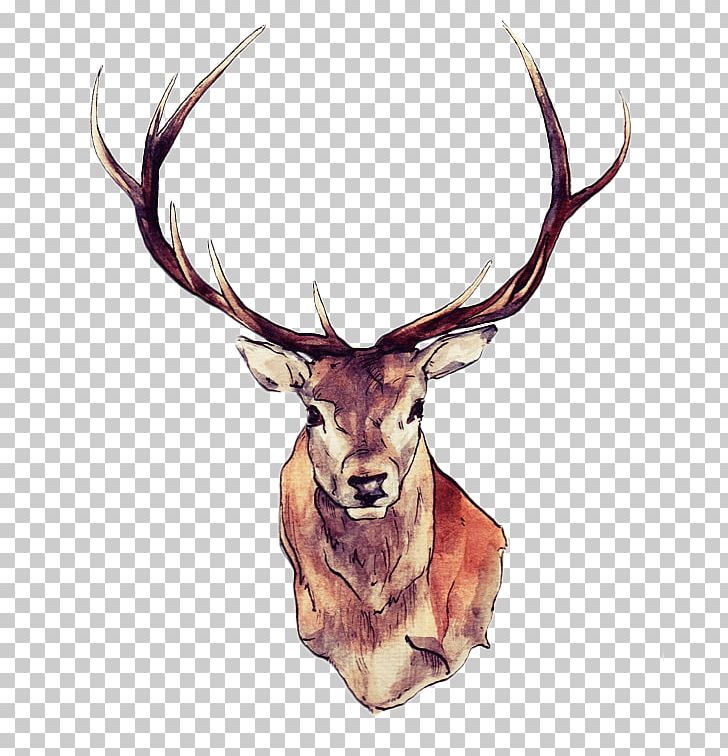 Red Deer Moose White-tailed Deer Elk PNG, Clipart, Abziehtattoo, Animals, Antler, Body Art, Deer Free PNG Download