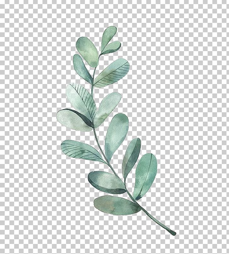 Watercolor Painting Leaf Illustration PNG, Clipart, Art, Behance, Branch, Drawing, Eucalyptus Free PNG Download