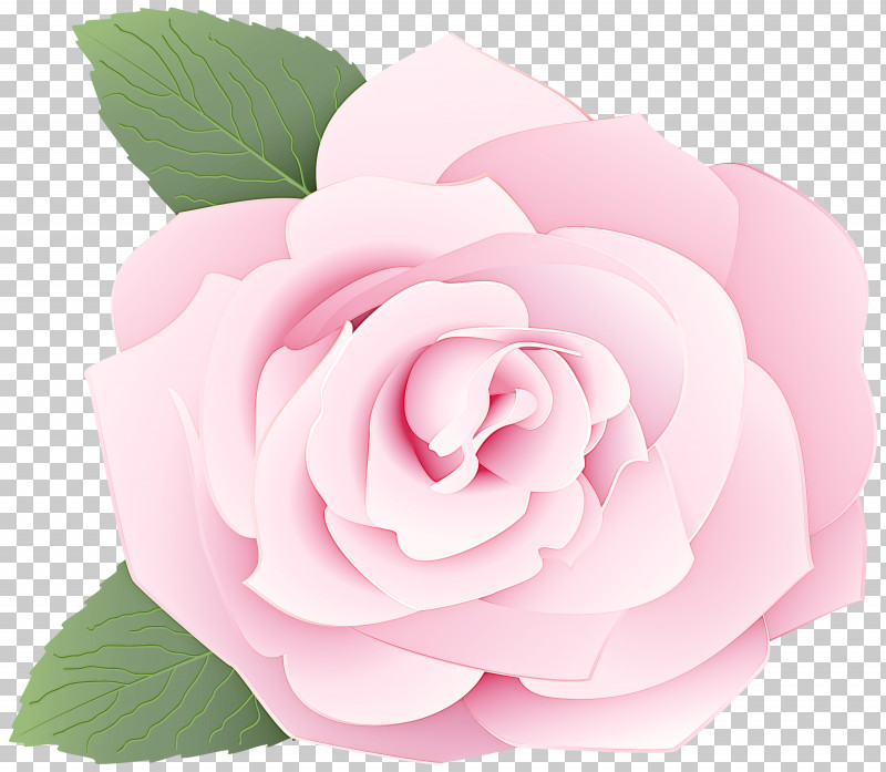 Garden Roses PNG, Clipart, Floribunda, Flower, Garden Roses, Hybrid Tea Rose, Petal Free PNG Download