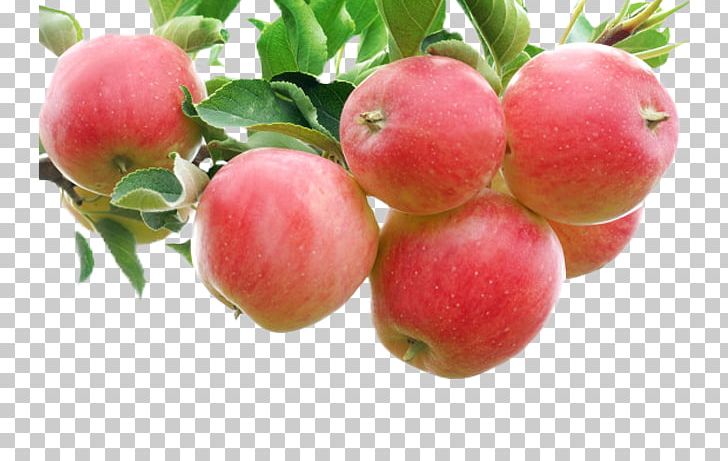 Apple Crumble Fruit Gala Auglis PNG, Clipart, Apple, Apple Crumble, Apple Fruit, Apple Logo, Apple Tree Free PNG Download